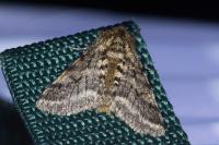 Lycia hirtaria