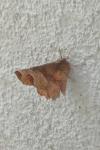 Selenia tetralunaria