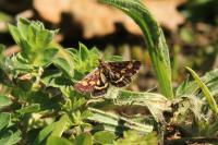 Pyrausta purpuralis