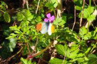 Anthocharis cardamines