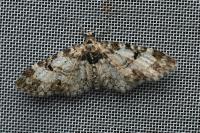 Eupithecia irriguata