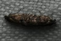 Pammene splendidulana