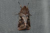 Orthosia gothica