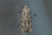 Lithophane ornitopus