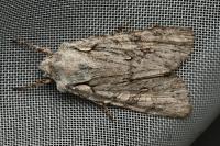 Lithophane ornitopus