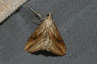 Evergestis forficalis