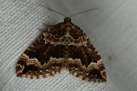 Lampropteryx suffumata