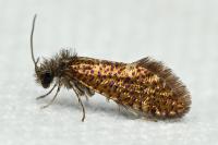 Dyseriocrania subpurpurella