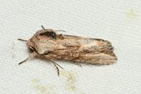 Egira conspicillaris