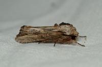 Egira conspicillaris