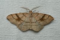 Adactylotis contaminaria