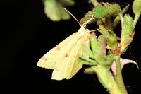 Opisthograptis luteolata