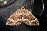 Lampropteryx suffumata