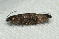 Pammene splendidulana