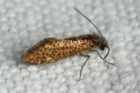 Dyseriocrania subpurpurella