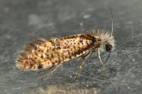 Dyseriocrania subpurpurella