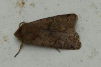 Orthosia cerasi