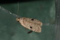 Agonopterix propinquella