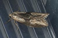 Doloploca punctulana