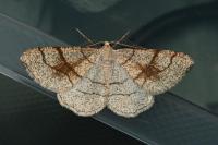 Adactylotis contaminaria