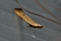 Mesophleps silacella