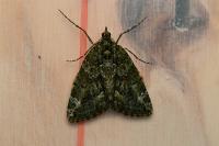 Chloroclysta siterata