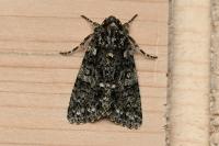 Acronicta rumicis