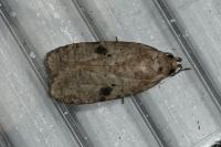 Agonopterix propinquella