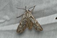 Lithophane ornitopus