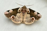 Thyatira batis