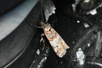 Pempelia compositella