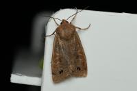Anorthoa munda