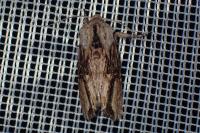 Egira conspicillaris