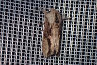 Egira conspicillaris