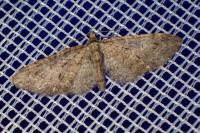 Eupithecia abbreviata