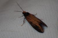 Incurvaria koerneriella