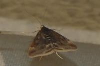 Pyrausta despicata