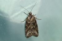 Cnephasia