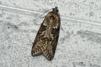 Cnephasia