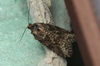 Cnephasia