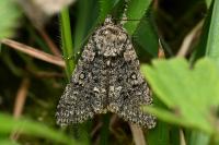 Acronicta rumicis