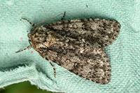 Acronicta rumicis