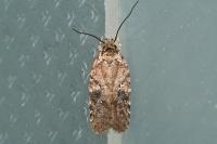 Agonopterix purpurea