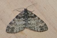 Lobophora halterata