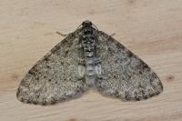 Lobophora halterata