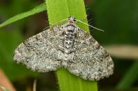Lobophora halterata