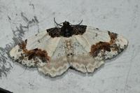 Ligdia adustata