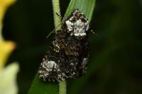 Craniophora ligustri