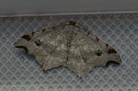 Macaria alternata