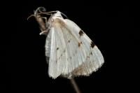 Lomographa bimaculata